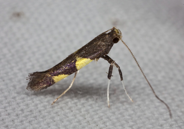 Caloptilia bimaculatella? Gracillariidae