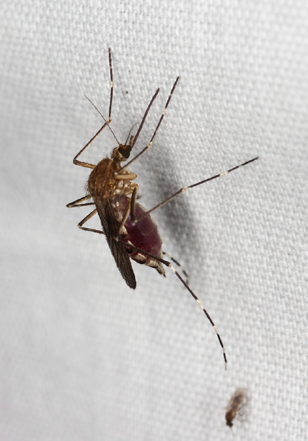 Ochlerotatus canadensis canadensis Culicidae