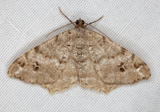 Macaria signaria group Geometridae