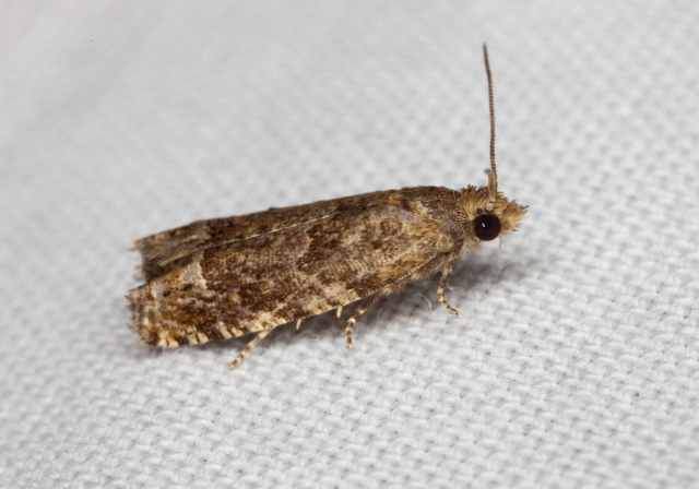   Tortricidae