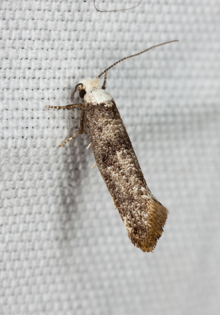 Swammerdamia caesiella Yponomeutidae