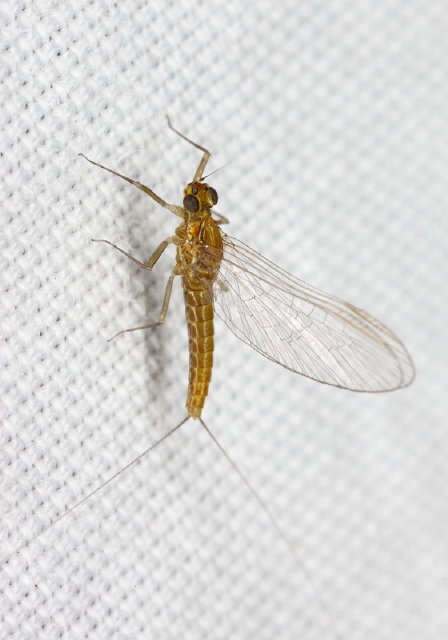   Baetidae