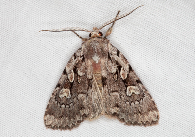 Xestia badicollis Noctuidae