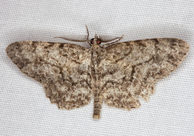 Protoboarmia porcelaria Geometridae