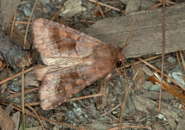 Nephelodes minians Noctuidae