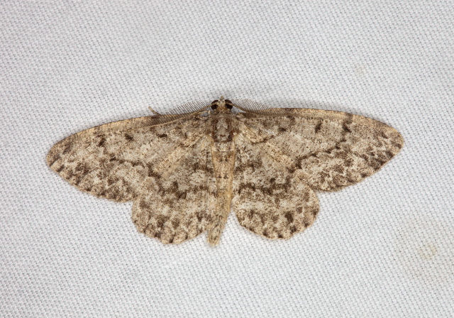 Protoboarmia porcelaria Geometridae