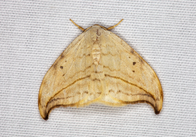 Drepana arcuata Drepanidae