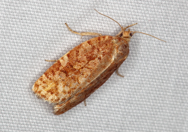 Choristoneura pinus? Tortricidae