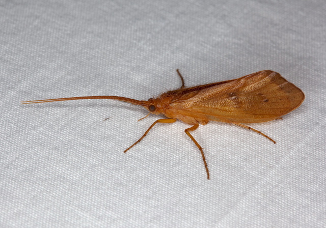 Pycnopsyche sp. Limnephilidae