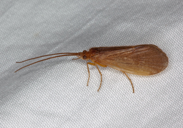 Pseudostenophylax sp.? Limnephilidae?