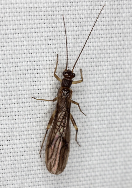 Amphinemura sp. Nemouridae