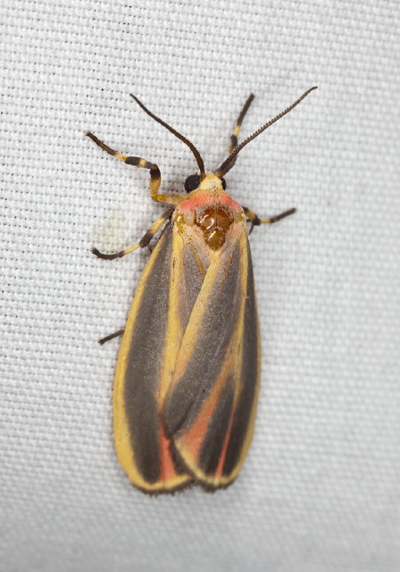 Hypoprepia fucosa Erebidae