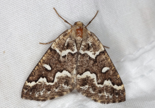 Caripeta divisata Geometridae