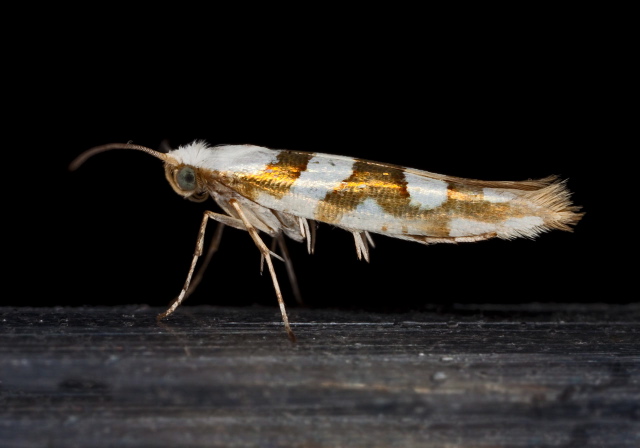 Argyresthia goedartella? Yponomeutidae