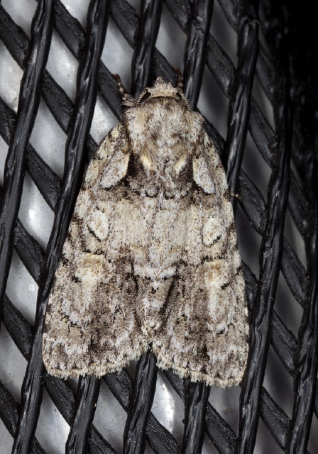 Acronicta ovata? Noctuidae