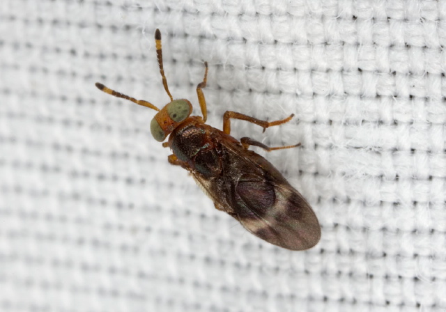   Encyrtidae