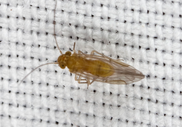 Lachesilla sp. Lachesillidae