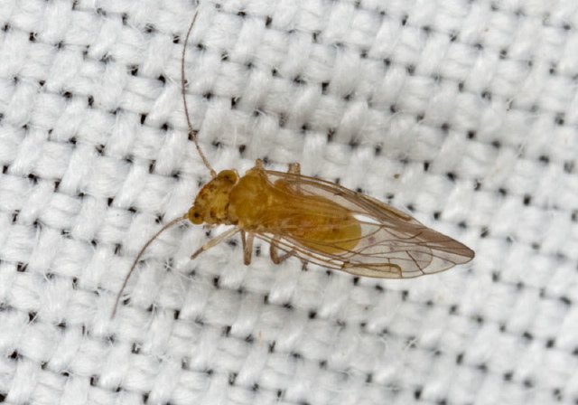 Lachesilla sp. Lachesillidae