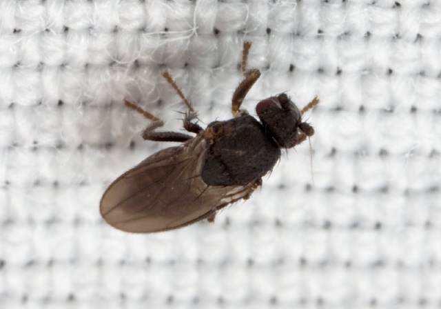 Thoracochaeta sp. Sphaeroceridae