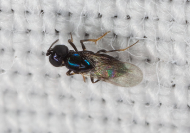   Encyrtidae