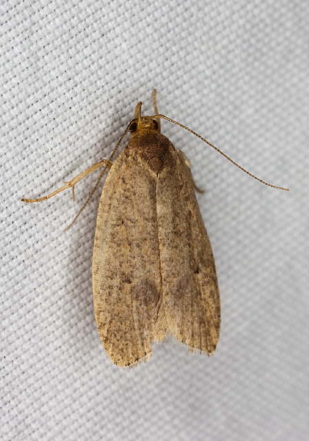 Glyphidocera sp? Gelechiidae