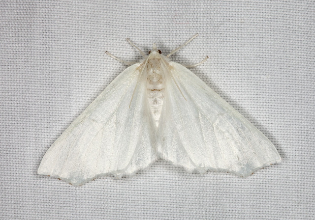 Ennomos subsignaria Geometridae