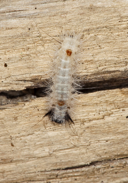   Erebidae