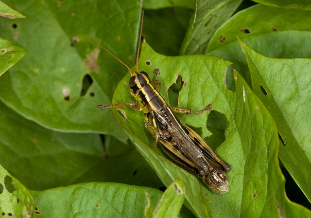 Melanoplus bivittatus Acrididae