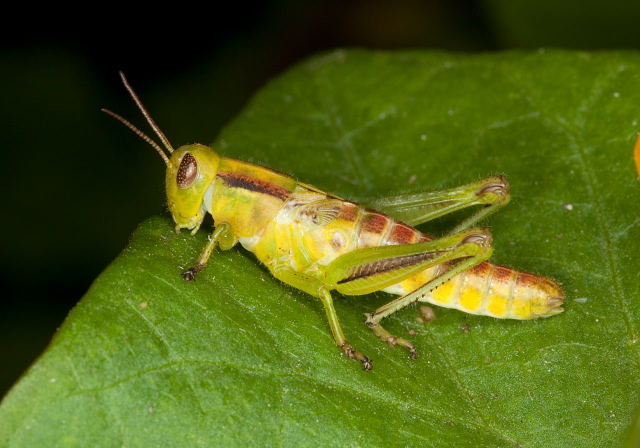 Melanoplus bivittatus Acrididae