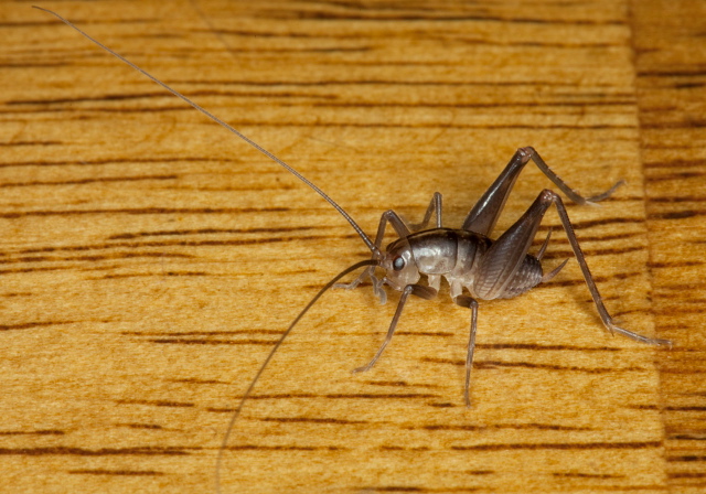 Ceuthophilus maculatus? Rhaphidophoridae