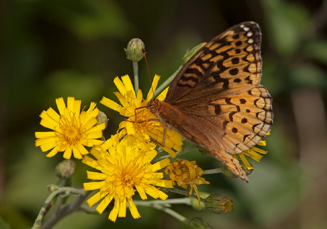 Speyeria cybele Nymphalidae