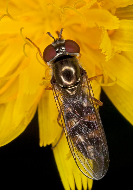 Platycheirus sp. Syrphidae