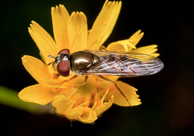 Platycheirus sp. Syrphidae