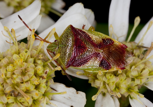 Elasmostethus cruciatus Acanthosomatidae