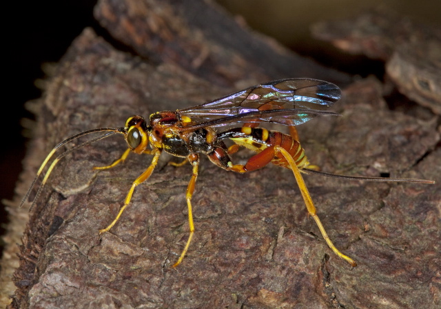 Spilopteron vicinum Ichneumonidae