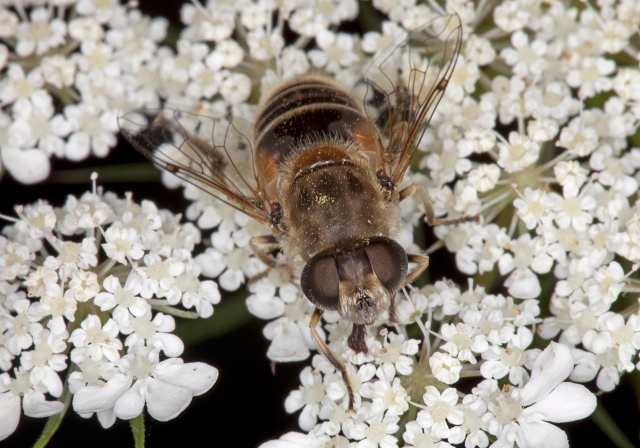 Eristalis arbustorum Syrphidae