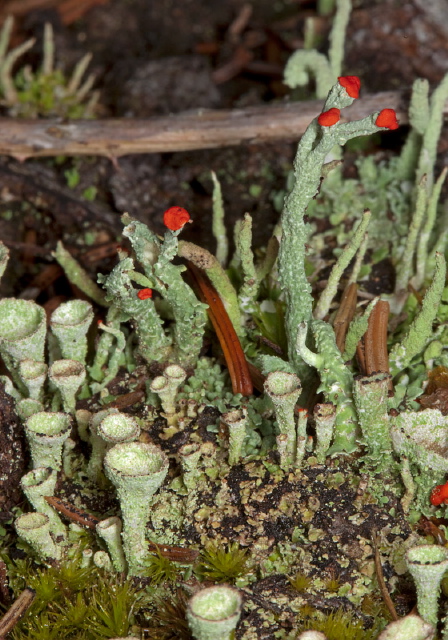 Cladonia sp.? Cladoniaceae