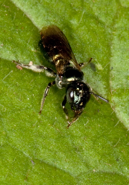 Ceratina calcarata Apidae