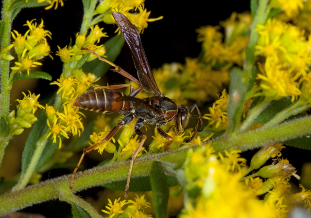 Polistes fuscatus Vespidae