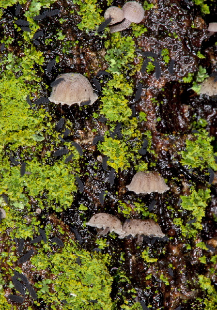 Mycena corticola? Tricholomataceae