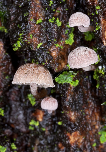 Mycena corticola? Tricholomataceae