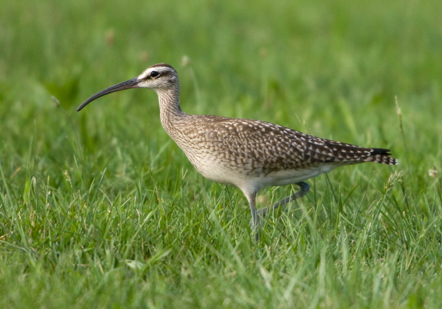 Numenius phaeopus Scolopacidae