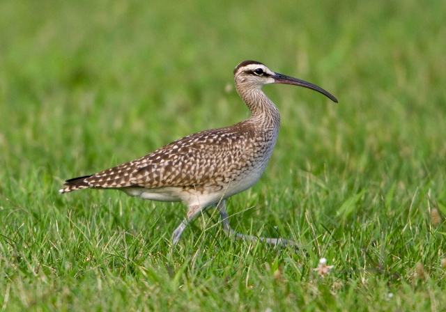 Numenius phaeopus Scolopacidae