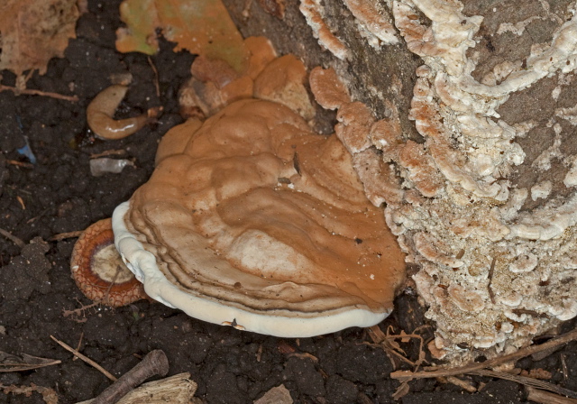 Ganoderma applanatum? Ganodermataceae