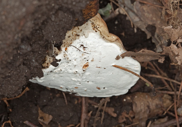 Ganoderma applanatum? Ganodermataceae