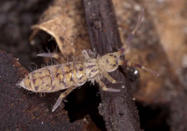 Orchesella villosa? Entomobryidae