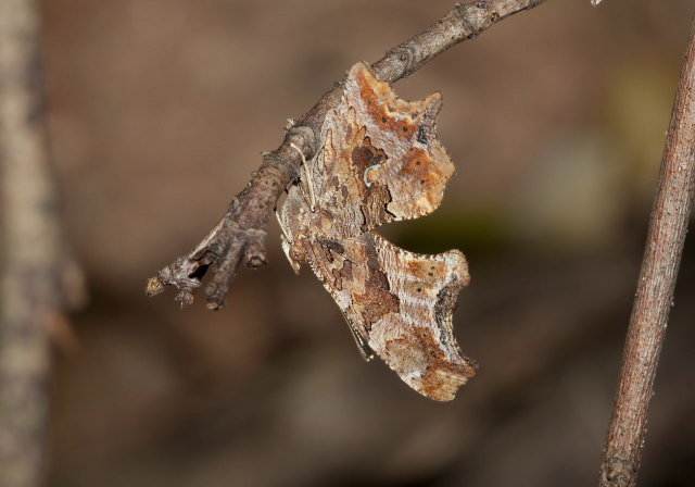 Polygonia comma Nymphalidae