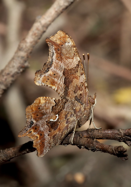 Polygonia comma Nymphalidae