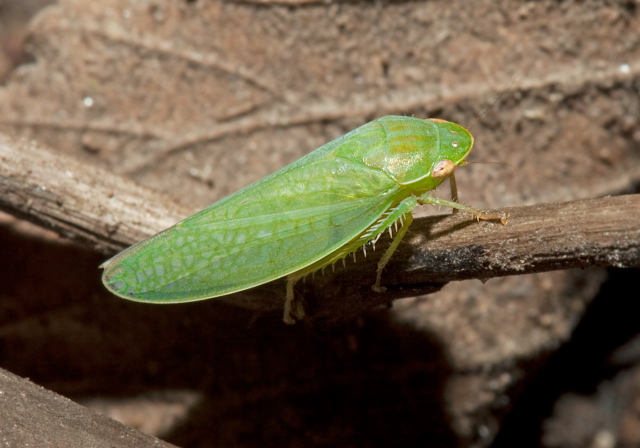 Gyponana sp. Cicadellidae
