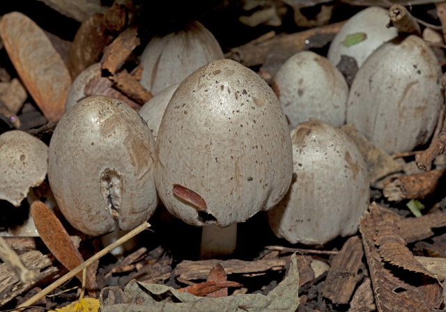 Coprinopsis atramentaria? Psathyrellaceae